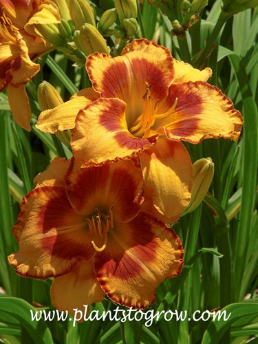 All Fired Up Daylily (Hemerocallis)